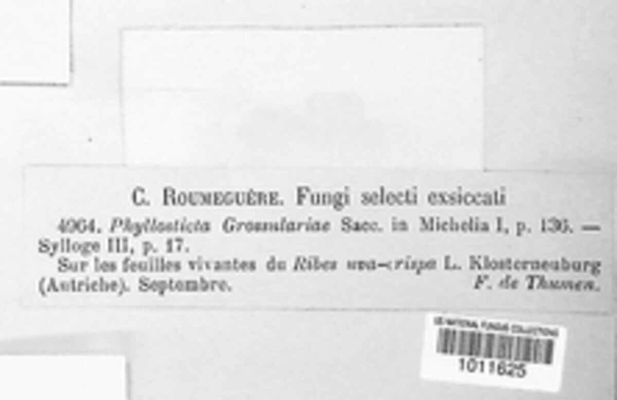 Mycosphaerella ribis image